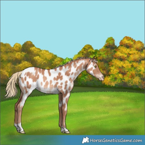 Horse Color:Gold Champagne Tobiano Near Leopard Rabicano 