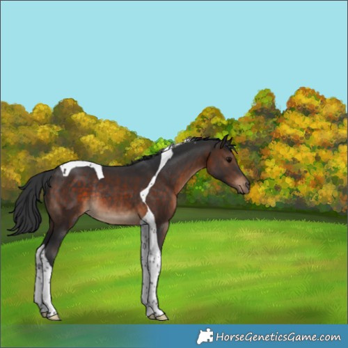 Horse Color:Brown Tobiano Rabicano 