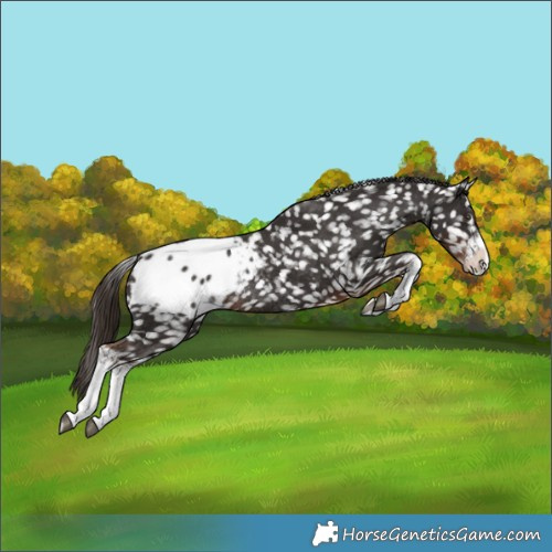 Horse Color:White Spotted Liver Chestnut Blanket Rabicano 