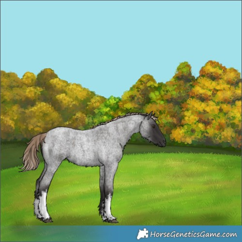 Horse Color:White Spotted Liver Red Roan