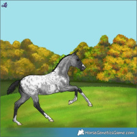 Horse Color:Blue Roan Blanket 