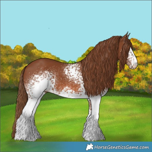 Horse Color:White Spotted Chestnut 