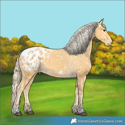 Horse Color:Palomino Appaloosa