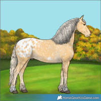 Horse Color:Palomino Appaloosa
