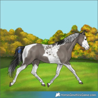 Horse Color:Grullo Splash Tobiano