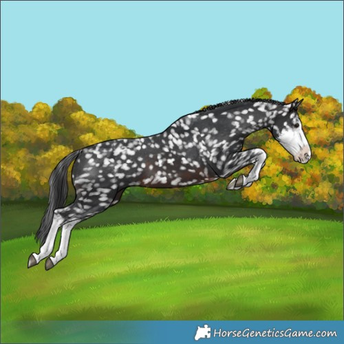 Horse Color:White Spotted Brown Snowflake Varnish Rabicano 