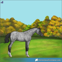 Horse Color:Blue Roan Snowflake Varnish