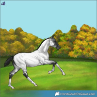 Horse Color:Blue Roan Near Fewspot