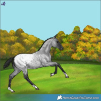 Horse Color:Blue Roan Snowcap 