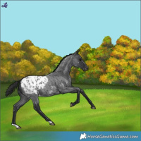 Horse Color:Blue Roan Blanket
