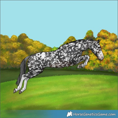 Horse Color:White Spotted Brown Snowflake Varnish Rabicano 