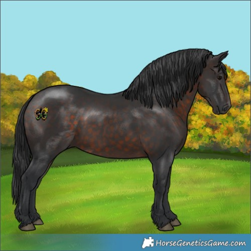 Horse Color:White Spotted Brown 