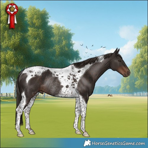 Horse Color:Liver Chestnut Tobiano Rabicano