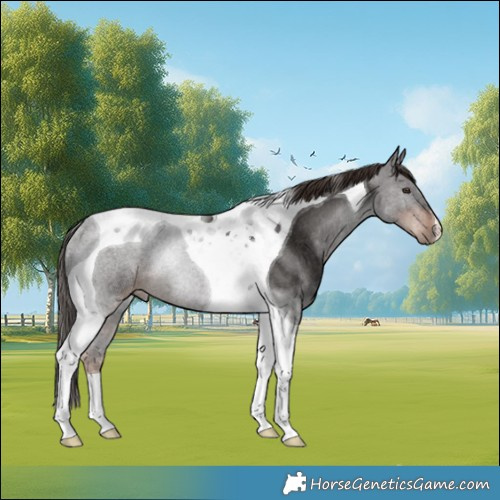 Horse Color:Liver Chestnut Tobiano Rabicano 