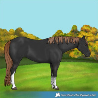 Horse Color:White Spotted Liver Chestnut 