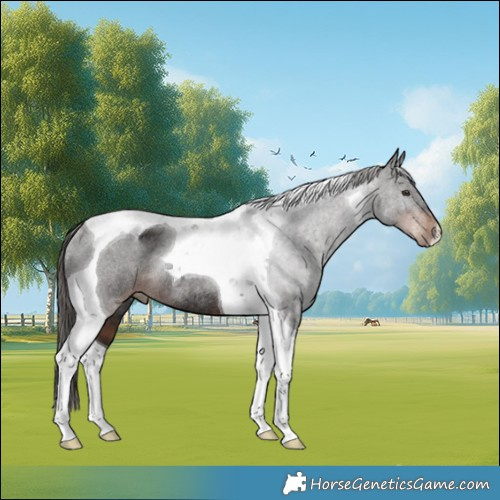 Horse Color:Liver Chestnut Tobiano Rabicano 