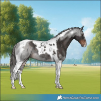 Horse Color:Liver Chestnut Tobiano Rabicano 