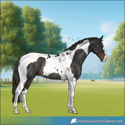 Horse Color:Liver Chestnut Tobiano Rabicano 