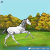 Horse Color:Blue Roan Splash Snowcap 