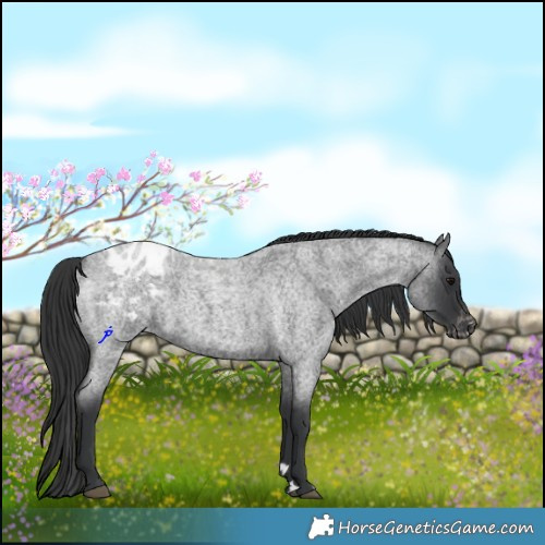 Horse Color:Blue Roan Appaloosa 