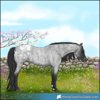 Horse Color:Blue Roan Appaloosa