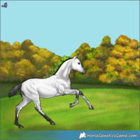 Horse Color:Blue Roan Near Fewspot Rabicano 