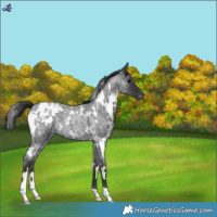 Horse Color:White Spotted Blue Roan Blanket