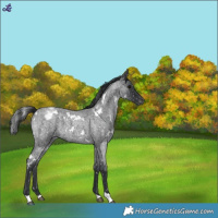 Horse Color:White Spotted Blue Roan Snowflake Varnish