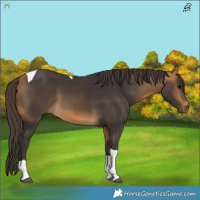 Horse Color:Buckskin Tobiano 