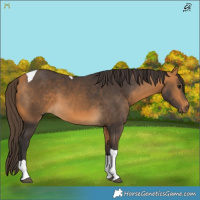 Horse Color:Buckskin Tobiano 