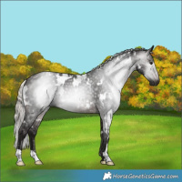 Horse Color:Gray White Spotted Silver Brown 