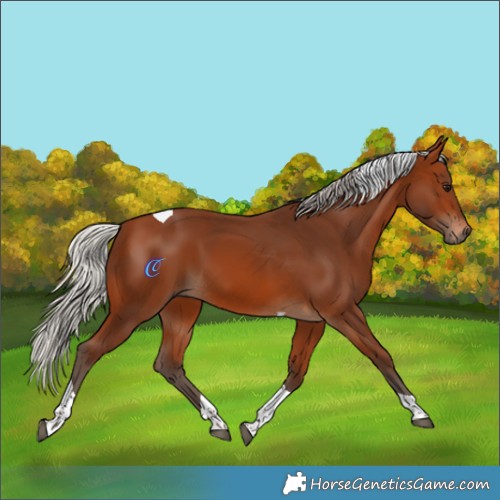 Horse Color:Silver Brown Tobiano 