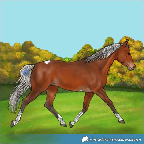 Horse Color:Silver Brown Tobiano