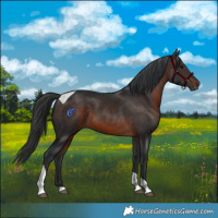 Horse Color:Brown Tobiano 