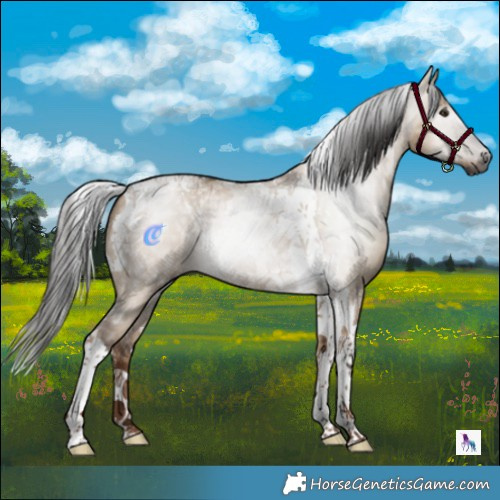 Horse Color:Gray Liver Red Dun Tobiano 