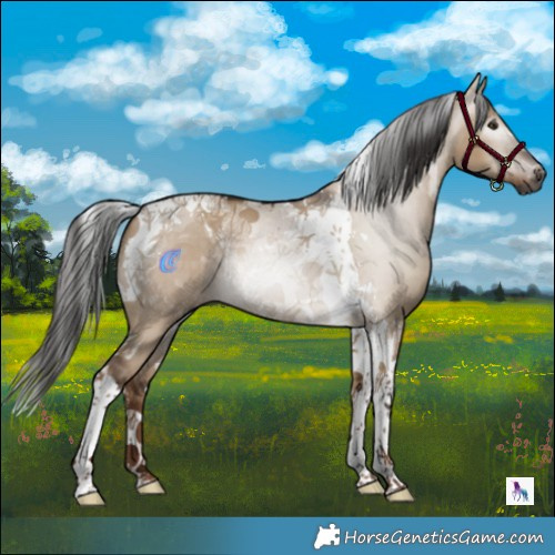 Horse Color:Gray Liver Red Dun Tobiano 