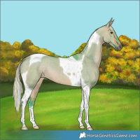 Horse Color:Watercolor Silver Brown Dun Tobiano 