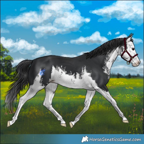 Horse Color:White Spotted Black Splash 