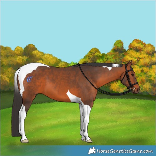 Horse Color:Bay Tobiano