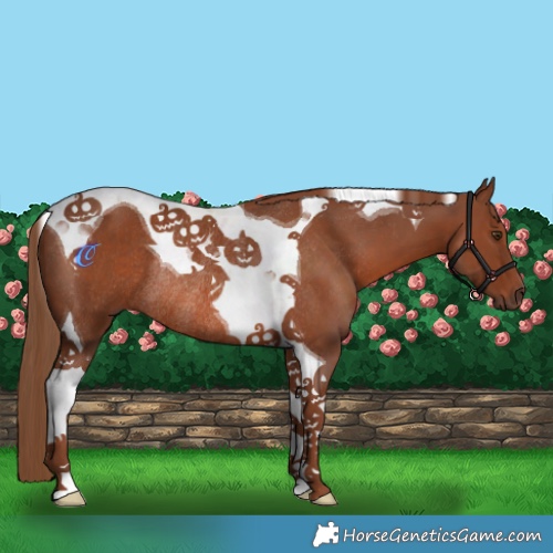 Horse Color:Chestnut Tobiano Rabicano 