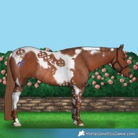 Horse Color:Chestnut Tobiano Rabicano 
