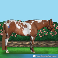 Horse Color:Chestnut Tobiano Rabicano