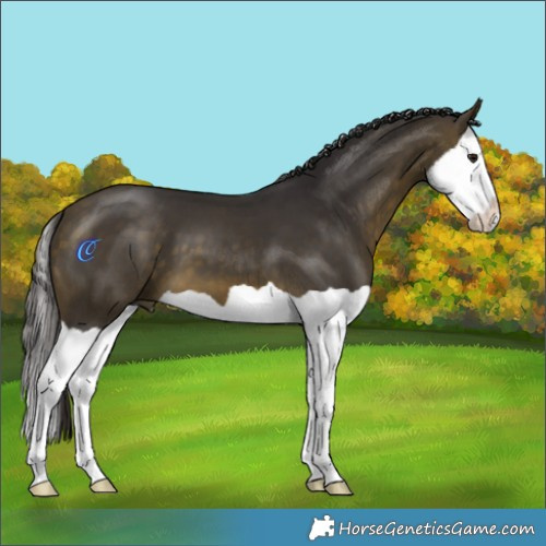 Horse Color:Buckskin Splash 