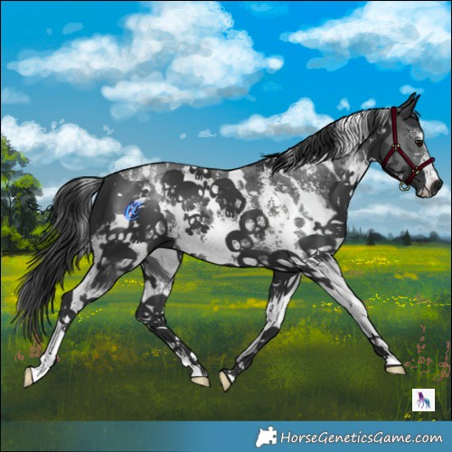Horse Color:White Spotted Black Sabino 
