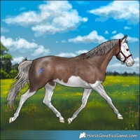 Horse Color:Silver Black Splash 