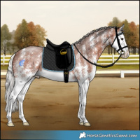 Horse Color:Silver Bay Sabino Splash