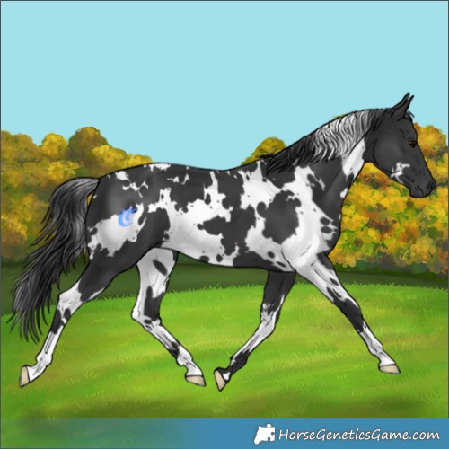 Horse Color:White Spotted Black 