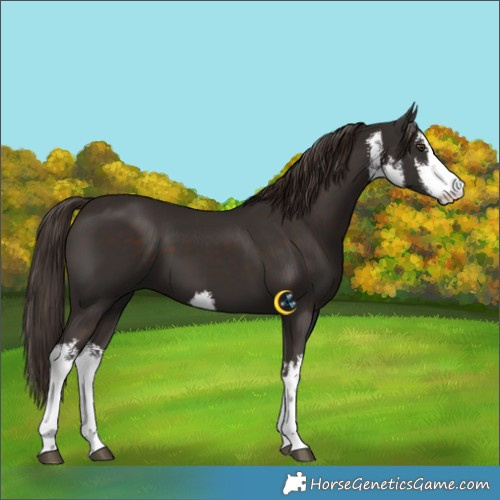 Horse Color:White Spotted Liver Chestnut 