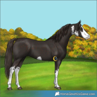 Horse Color:White Spotted Liver Chestnut