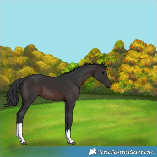 Horse Color:White Spotted Brown 